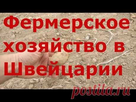 Выгрузка в фермерском хозяйстве Швейцарии