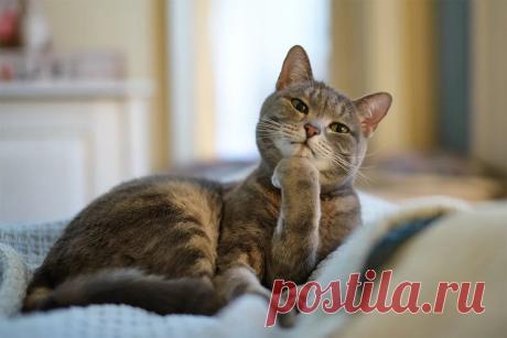 Пушистые мыслители. Подборка фотографий задумчивых котиков, которая наверняка поднимет вам настроение! | Позитив от Мяу | Яндекс Дзен