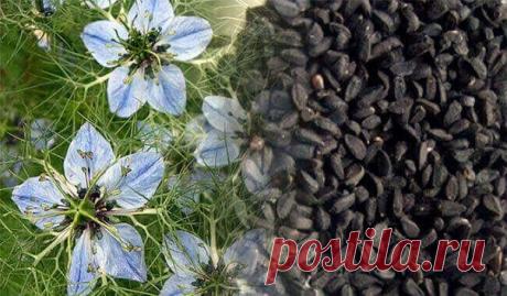 Черный тмин от всех болезней. Диабет, бессонница, простуда, паразиты… - https://krasotaotzdoroviya.ru/chernyj-tmin/

В настоящее время популярность однолетнего травянистого растения Nigella Sativa или Чернушки, а точнее — его семян значительно возросла.

Это не удивительно, поскольку целебные свойства нигеллы известны с незапамятных времен отсутствием побочных эффектов, которые присущи синтетическим лекарственным средствам, а, особенно, антибиотикам.
Показать полностью…