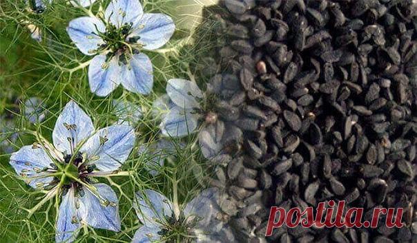 Черный тмин от всех болезней. Диабет, бессонница, простуда, паразиты… - http://krasotaotzdoroviya.ru/chernyj-tmin/

В настоящее время популярность однолетнего травянистого растения Nigella Sativa или Чернушки, а точнее — его семян значительно возросла.

Это не удивительно, поскольку целебные свойства нигеллы известны с незапамятных времен отсутствием побочных эффектов, которые присущи синтетическим лекарственным средствам, а, особенно, антибиотикам.
Показать полностью…