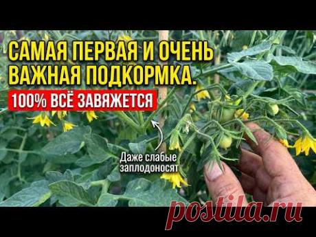 Не пропустите! Это Первая и очень важная подкормка томатов! Даже чахлые и хилые вмиг заплодоносят