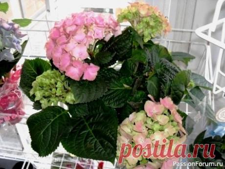 Комнатные растения. Как вырастить гортензию. Выращивание гортензии можно осуществлять как на приусадебном участке, так и в домашних условиях. Родина этого нежного цветка с роскошными бутонами цветов - Азорские острова. Гортензия - крупнолистное листопадное растение выращиваемое как небольшой кустарник, достигающий высоты до 1,5м. В...