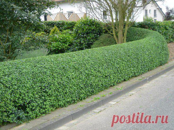 12 СОВЕТОВ ПО ВЫБОРУ РАСТЕНИЙ ДЛЯ ЖИВОЙ ИЗГОРОДИ | Хитрости Жизни