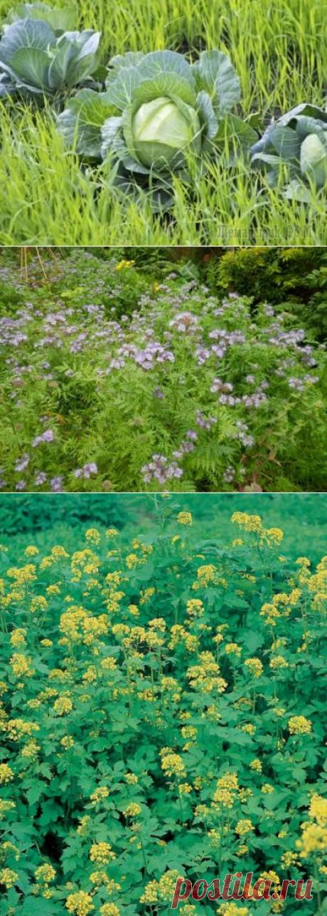 Сидераты — дружелюбные помощники