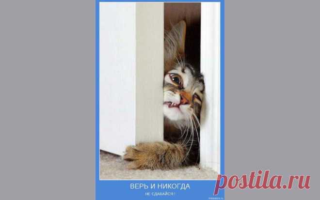 Верь! И никогда не сдавайся!
