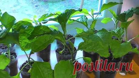 ПОДКОРМКА ДЛЯ РАССАДЫ ИЗ АПТЕКИ И ПРОДУКТОВЫХ МАГАЗИНОВ!