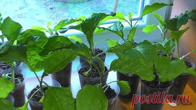 ПОДКОРМКА ДЛЯ РАССАДЫ ИЗ АПТЕКИ И ПРОДУКТОВЫХ МАГАЗИНОВ!
