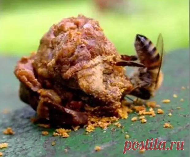 (4) Лечение прополисом органов пищеварения - Советы Народной Мудрости - 1 апреля - 43392476445 - Медиаплатформа МирТесен