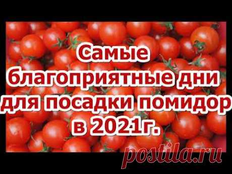 КОГДА СЕЯТЬ ТОМАТЫ В 2021 ГОДУ? Не спешить сеять слишком рано! Посев по лунному календарю!