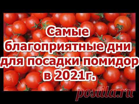 КОГДА СЕЯТЬ ТОМАТЫ В 2021 ГОДУ? Не спешить сеять слишком рано! Посев по лунному календарю!