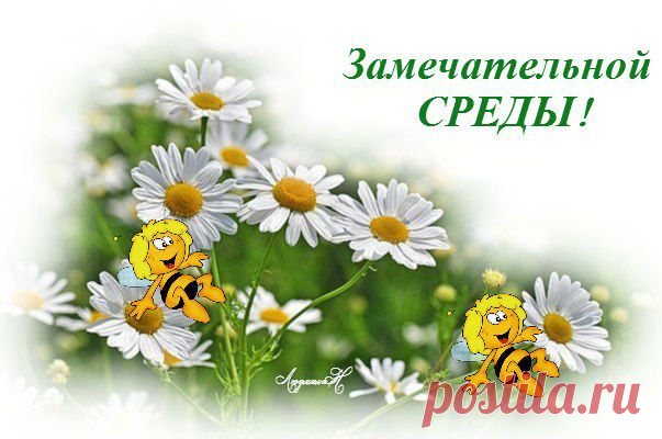 среда