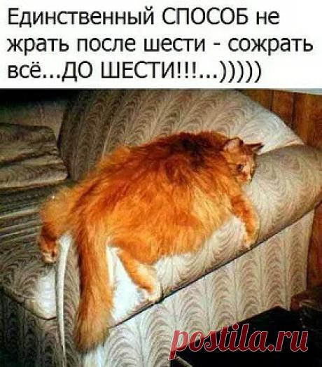 Рыжий кот