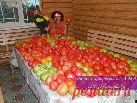 Чтоб помидоры были крупными