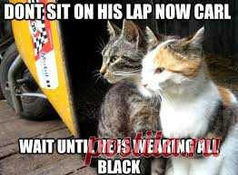 CAT MEMES - Google Search