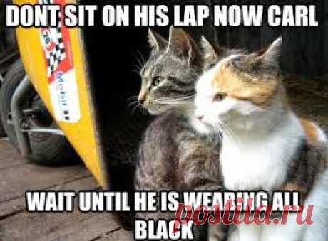 CAT MEMES - Google Search