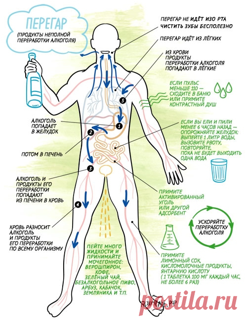 Как избавиться от перегара? Есть только один метод