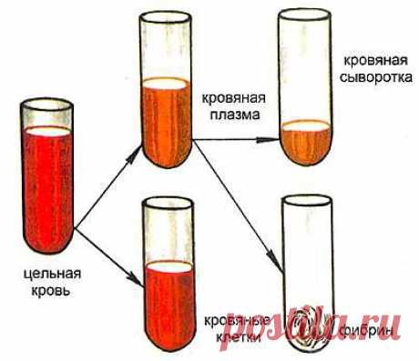 Как расшифровать анализ крови? - &quot;Я ЗДОРОВ!&quot; - te9172355201@mail.ru - Почта Mail.Ru