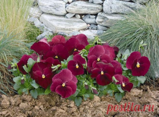 виола виттрока долина роз фото - 198 картинок. Поиск Mail.Ru