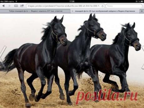 табун лошадей обои: 24 тыс изображений найдено в Яндекс.Картинках