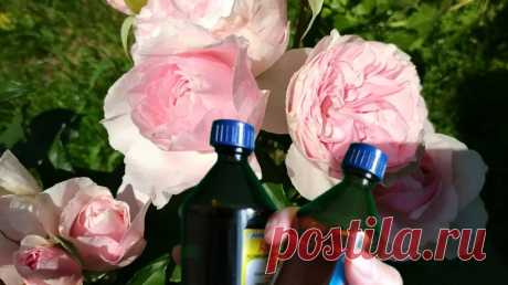 Аптечный спасатель роз от болезней, чтобы пятнистость больше не донимала. Простое проверенное решение. | Дом цветов | Яндекс Дзен