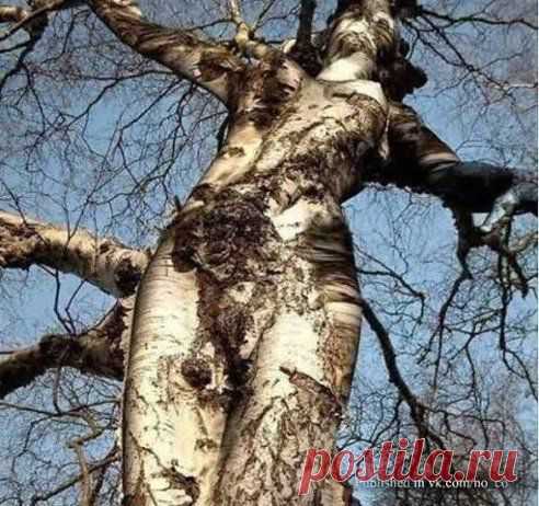 Живое дерево.