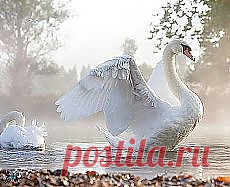 Птичий базар | Милота. Фото зверят на Постиле