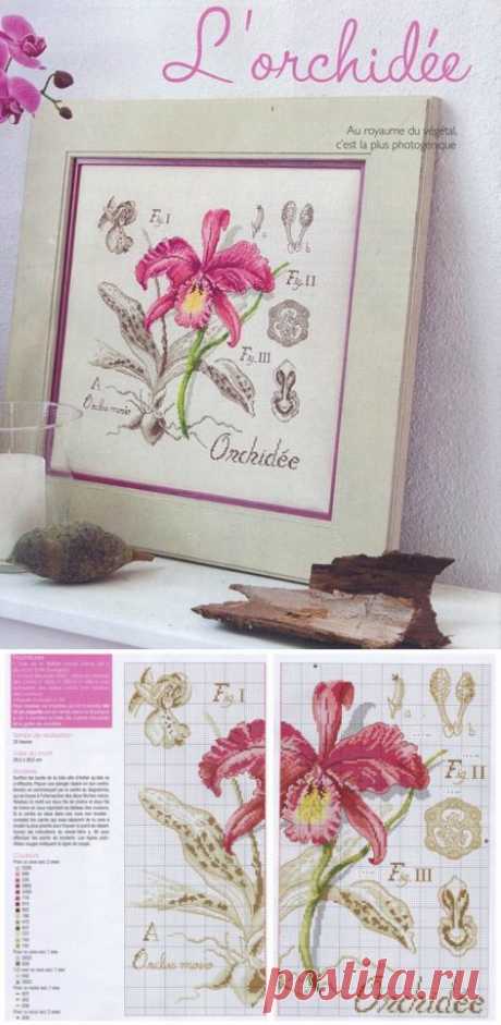 Орхидея из серии Ботаника / Вышивка крестом / В рукоделии
