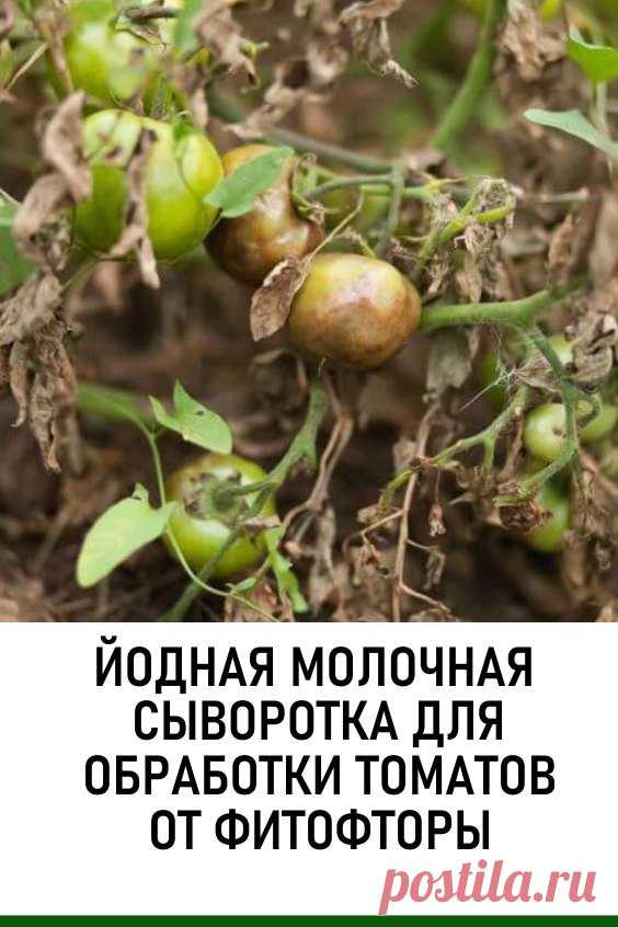 Йодная молочная сыворотка для обработки томатов от фитофторы. Фитофтороз или фитофтора — грибковое заболевание, которое вызывается грибками Phytophthora infestans. Проявляется оно в виде темных пятен на листьях и стеблях растения. Плоды также оказываются пораженными бурыми пятнами. #дача #огород #фитофтороз #фитофтора
