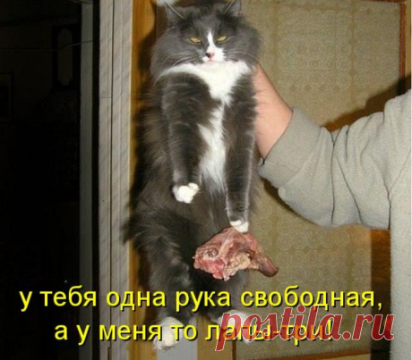 Коты с нечистыми намерениями