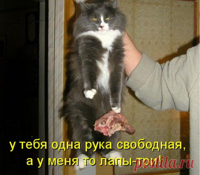 Коты с нечистыми намерениями