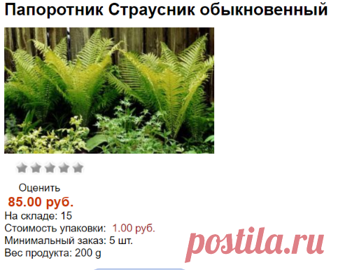 Папоротник Страусник обыкновенный