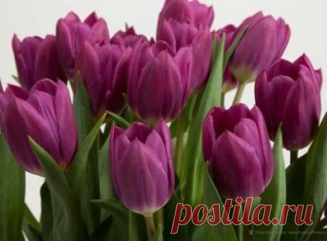 ВЕСЕННЕГО ВАМ НАСТРОЕНИЯ,ДРУЗЬЯ!!!