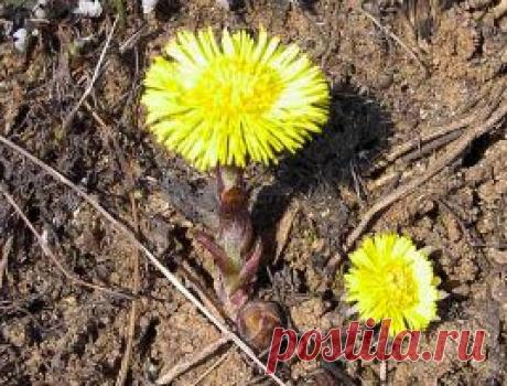 Кислая почва, решаем проблему