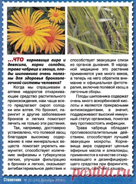 Травы для здоровья бронхо-легочной системы