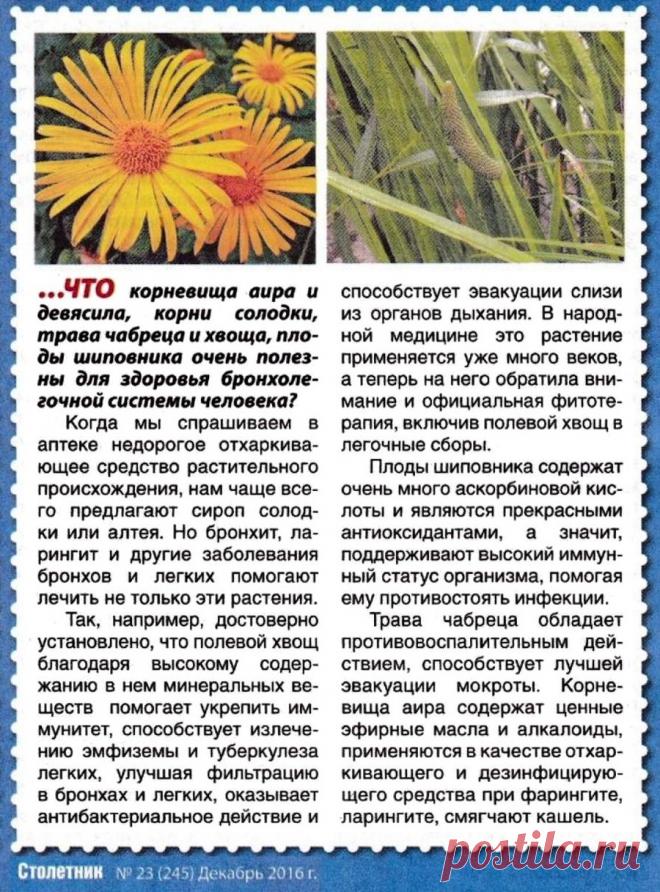 Травы для здоровья бронхо-легочной системы