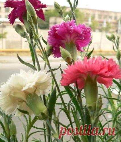 Гвоздика Шабо