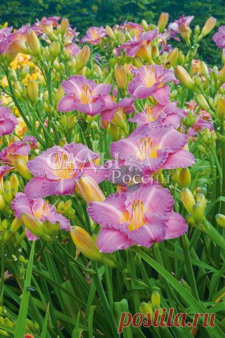 Луковичные, корневища - Лилейники - Саженцы почтой, семена почтой от НПО Сады России (Сад и огород). Продажа плодовых саженцев. Интернет-магазин саженцев. - Научно-производственное объединение «Сады России»