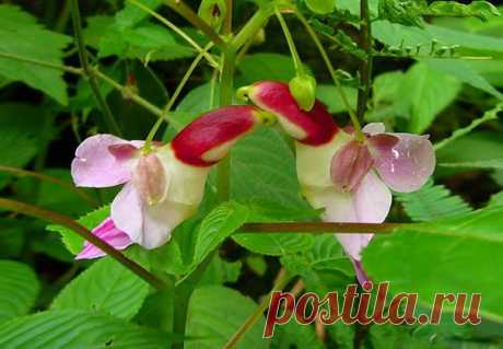Как шутит природа. Прикольные растения.....