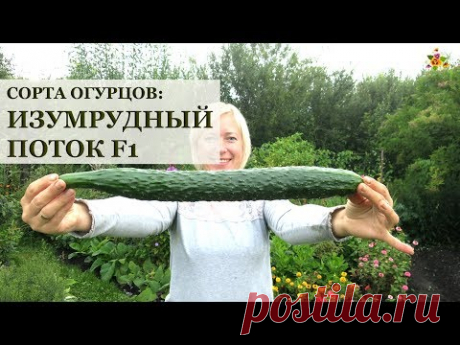 СУПЕР большие огурцы Изумрудный поток F1 * Сорта огурцов