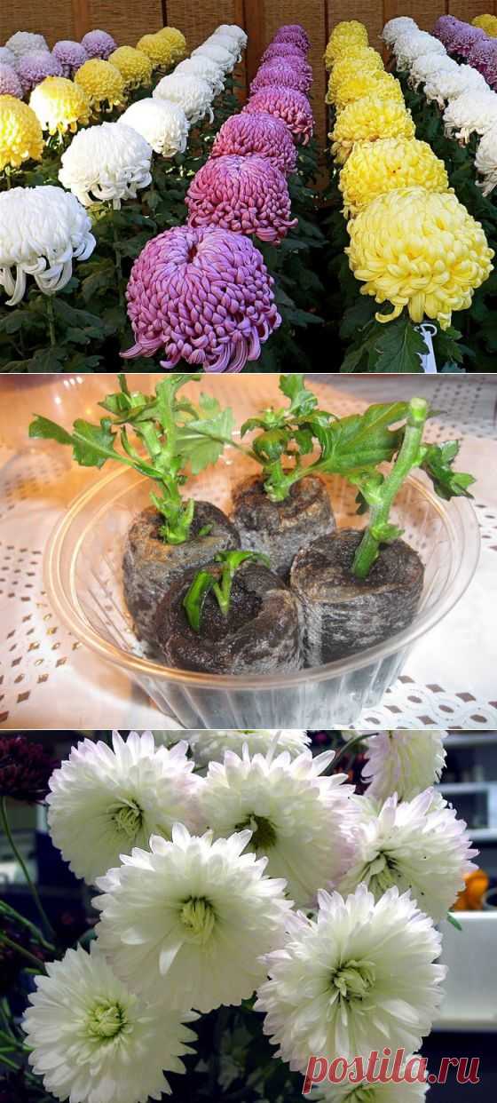 Хризантемы: посадка, выращивание, уход.