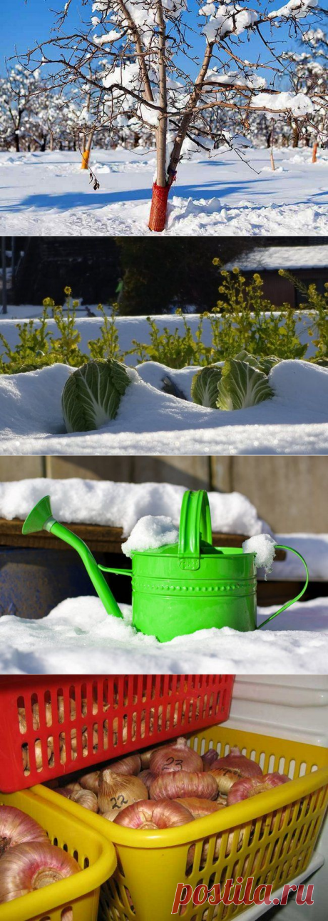 Лунный календарь на январь 2019 года садовода и огородника