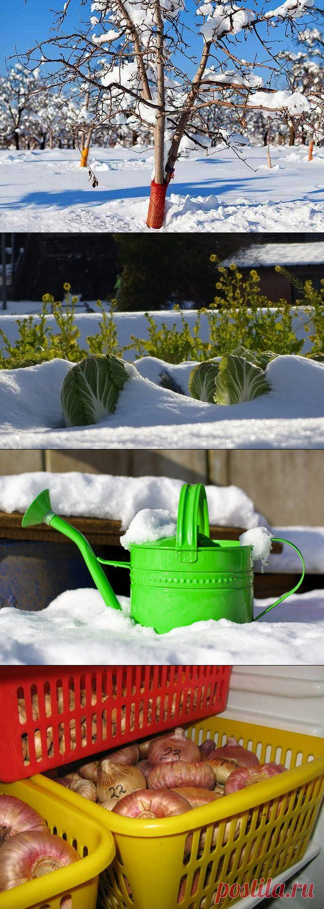 Лунный календарь на январь 2019 года садовода и огородника