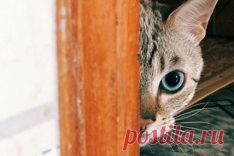 Попросивший еду кот спас россиянку во время обстрела. Кот по кличке Ачи пришел просить еду у хозяйки, жительницы Шебекино Белгородской области, лег к ней на голову и случайно спас во время обстрела. Об этом сообщило издание Baza в Telegram-канале. Сейчас кот ездит на ежедневные перевязки и сидит на специальной диете, выяснило издание.