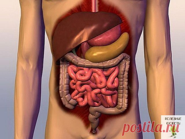 ДЕРЖИ КИШЕЧНИК В ЧИСТОТЕ!