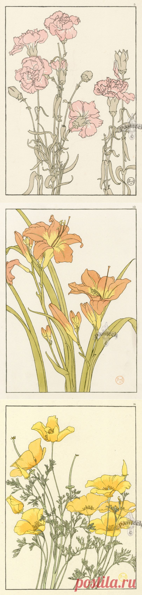 Botanicals. Jeannie Foord.