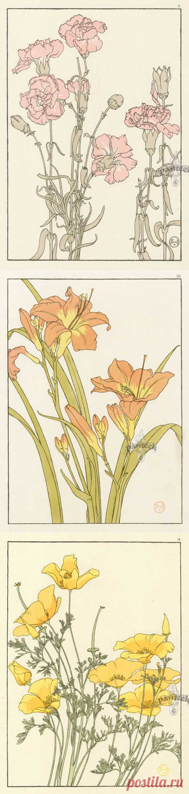 Botanicals. Jeannie Foord.