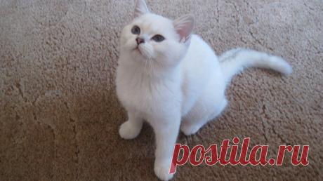 Галатея.   Британская короткошерстная!