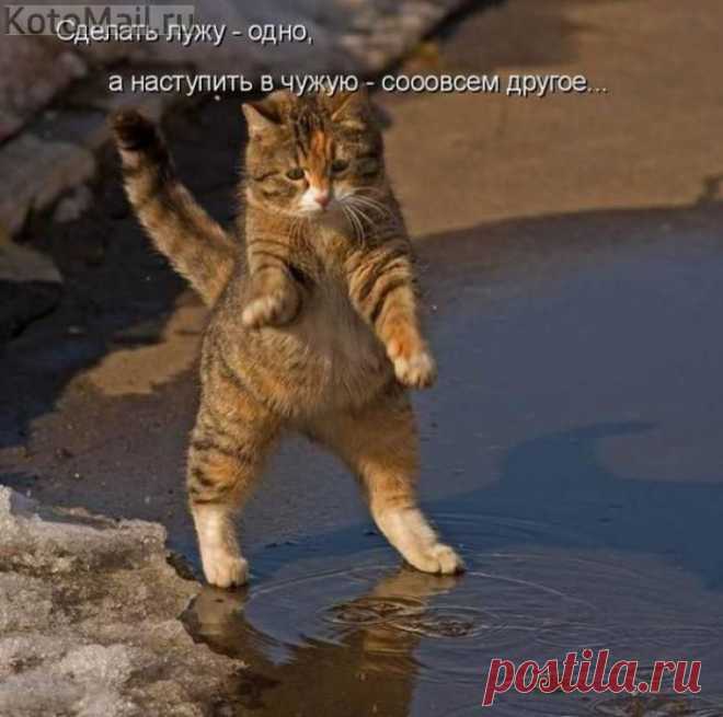 Чужая лужа. | KotoMail.ru