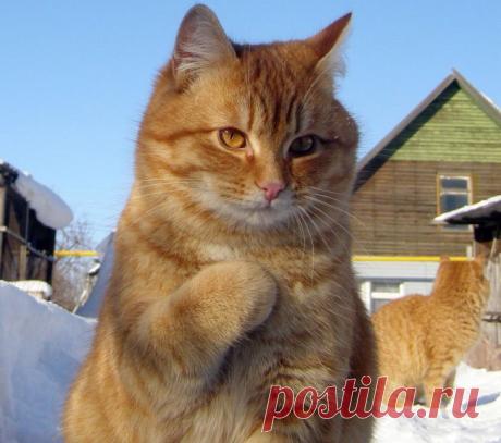 17 фотографий котов, сделанных в самый нужный момент