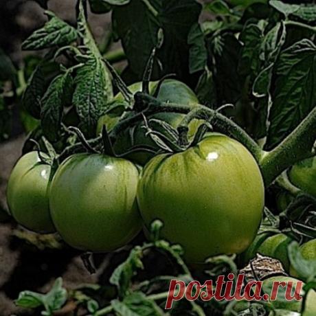 ЧТО МЕШАЕТ ХОРОШЕМУ УРОЖАЮ ТОМАТОВ